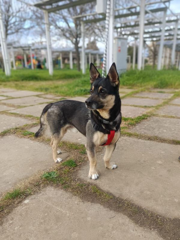 Spikie maschietto taglia contenuta Foto 4